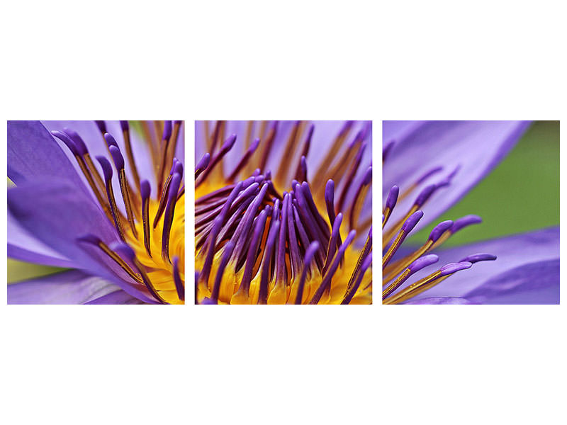 4-piece-canvas-print-xxl-water-lily-in-purple