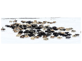 panoramic-3-piece-canvas-print-yaks-in-snow