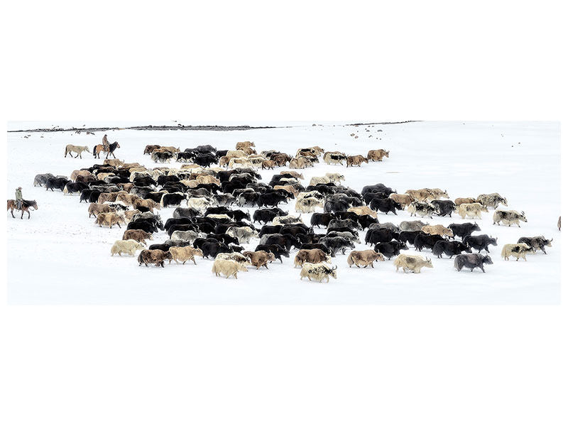 panoramic-3-piece-canvas-print-yaks-in-snow