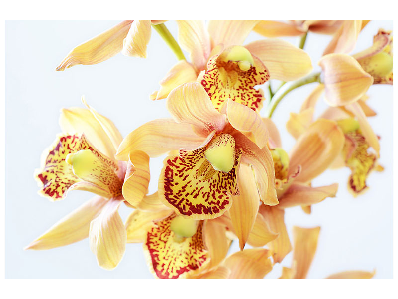 4-piece-canvas-print-yellow-orchid