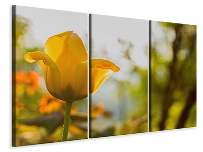 canvas-print-yellow-tulip-in-the-nature