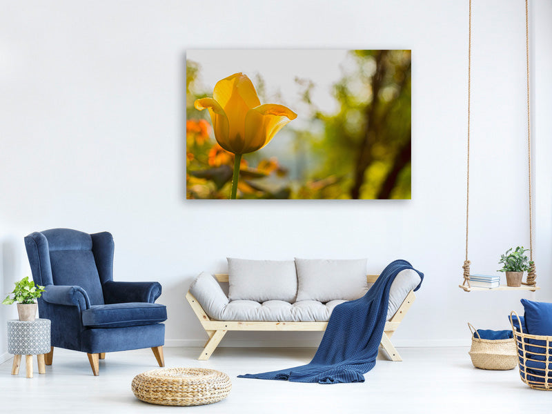 3-piece-canvas-print-yellow-tulip-in-the-nature