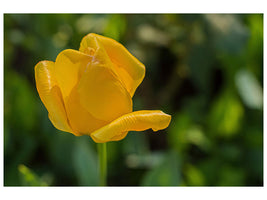 3-piece-canvas-print-yellow-tulip-xl