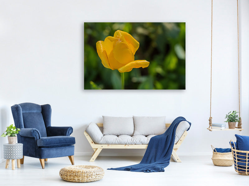 3-piece-canvas-print-yellow-tulip-xl