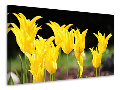 3-piece-canvas-print-yellow-tulips-in-the-nature