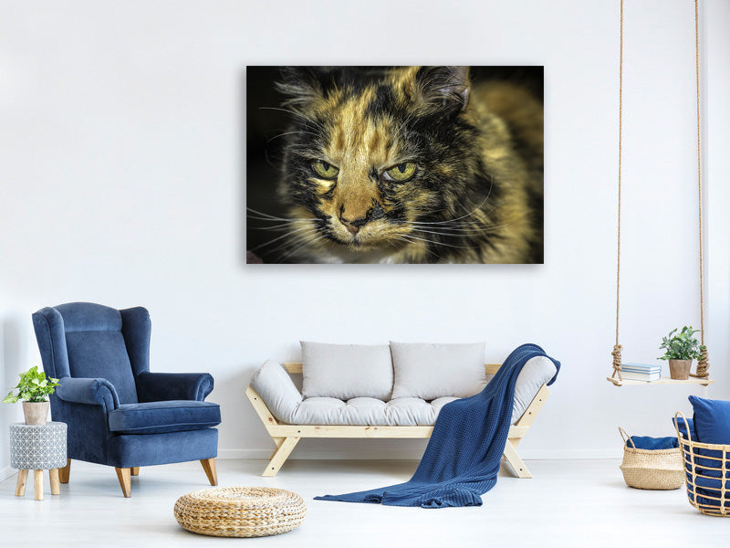 z-canvas-print-attention-cat