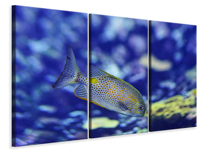 3-piece-canvas-print-a-fish-in-the-aquarium