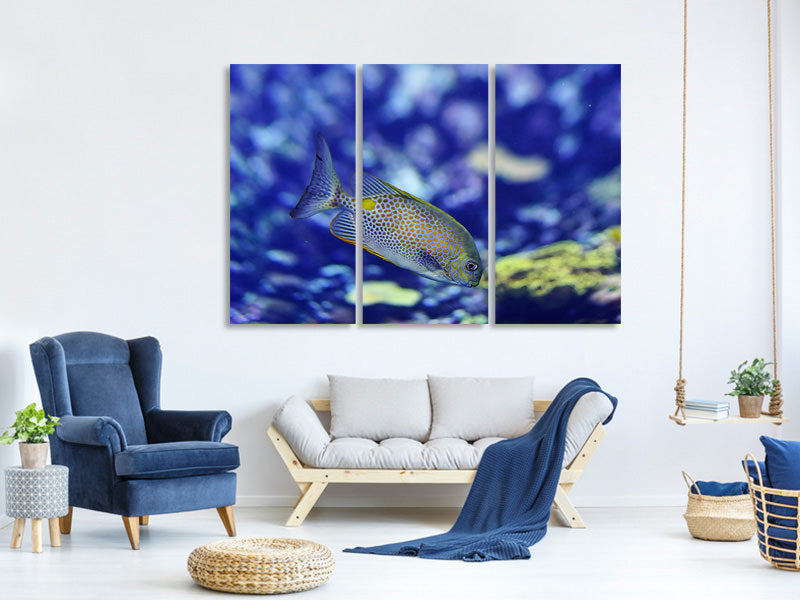 3-piece-canvas-print-a-fish-in-the-aquarium