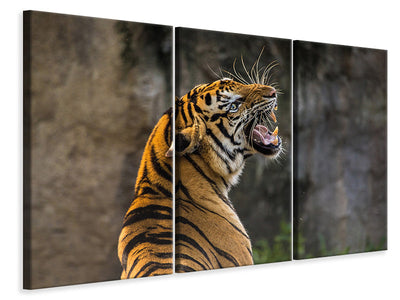 3-piece-canvas-print-attention-tiger