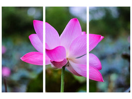 3-piece-canvas-print-beautiful-lotus