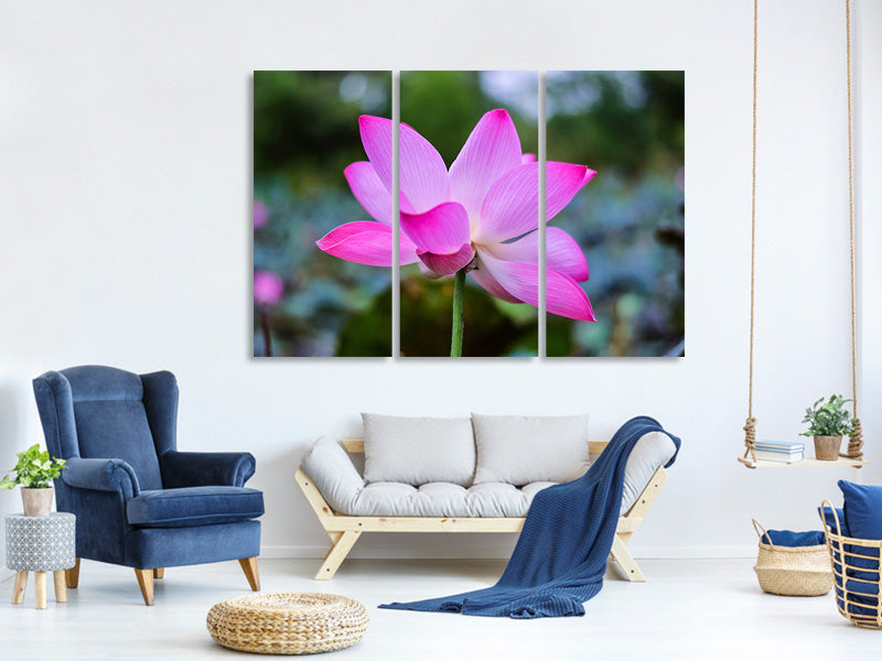 3-piece-canvas-print-beautiful-lotus