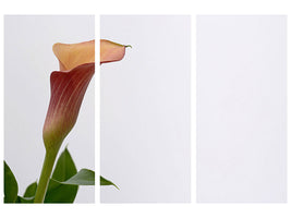 3-piece-canvas-print-calla-in-xl