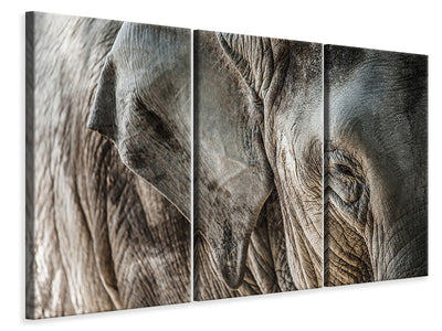 3-piece-canvas-print-close-up-elephant