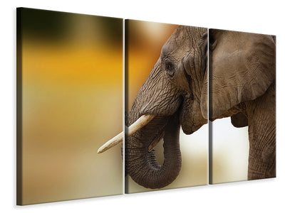 3-piece-canvas-print-elephant-close-up