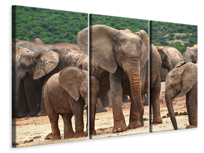 3-piece-canvas-print-elephant-herd-in-africa