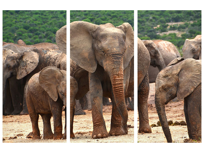 3-piece-canvas-print-elephant-herd-in-africa
