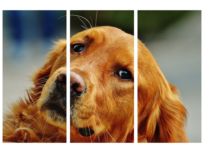 3-piece-canvas-print-faithful-irish-setter