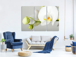 3-piece-canvas-print-giant-orchid