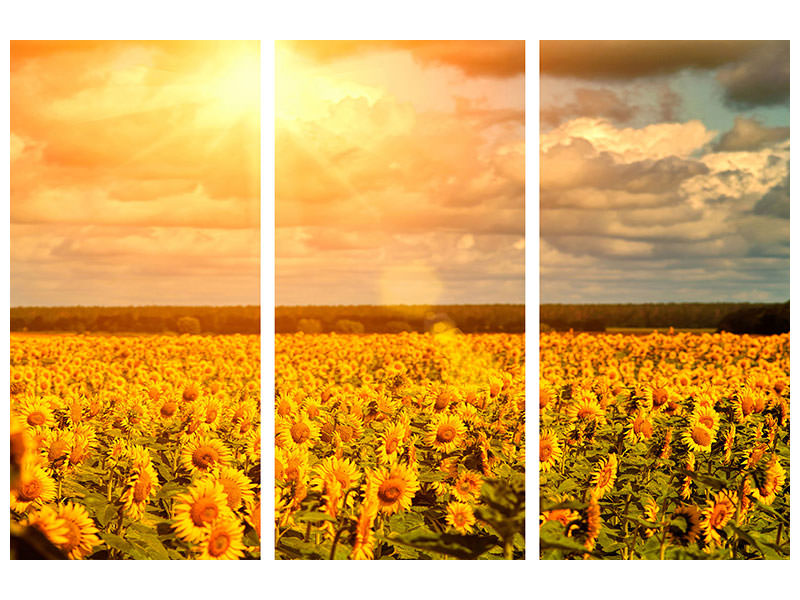 3-piece-canvas-print-golden-light-sunflower