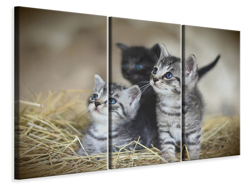 3-piece-canvas-print-kitten-trio