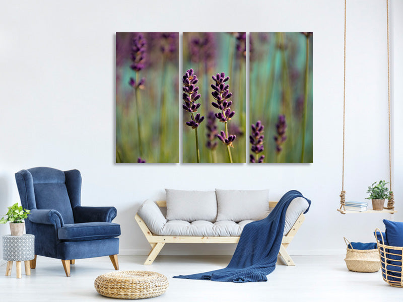 3-piece-canvas-print-lavender-in-xl