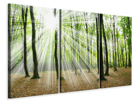 3-piece-canvas-print-magic-light-in-the-trees