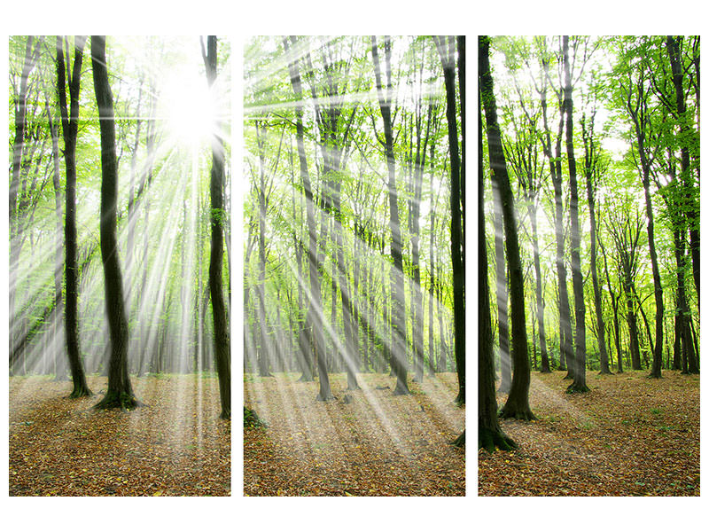 3-piece-canvas-print-magic-light-in-the-trees