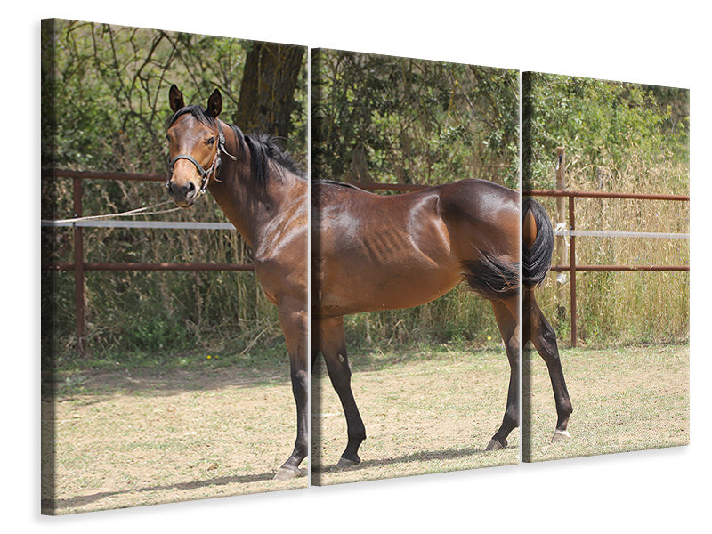 3-piece-canvas-print-magnificent-thoroughbred