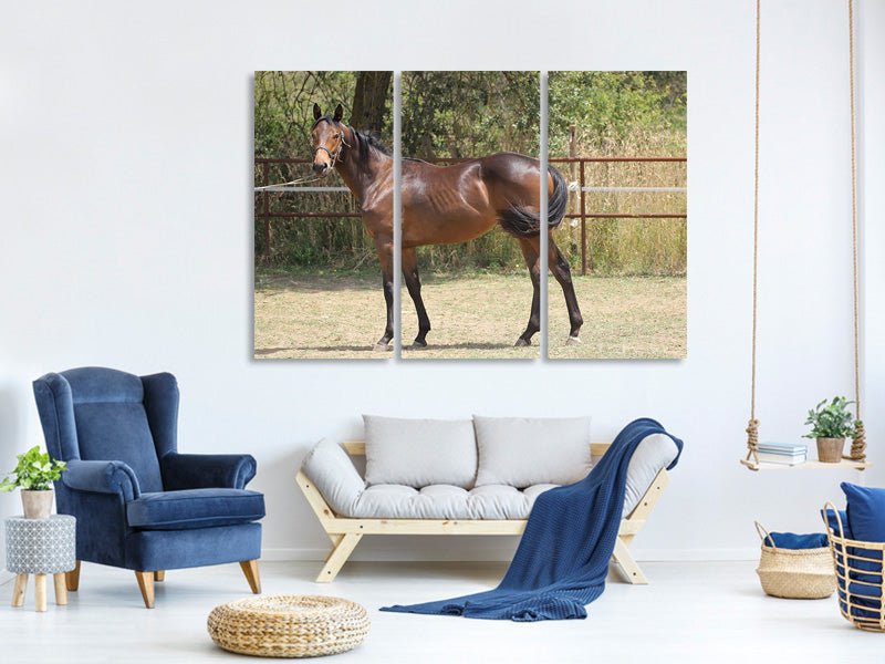 3-piece-canvas-print-magnificent-thoroughbred