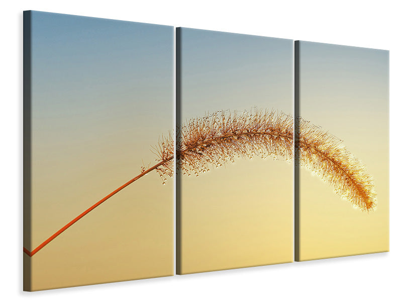 3-piece-canvas-print-ornamental-grass-in-xxl