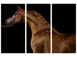 3-piece-canvas-print-proud-horse