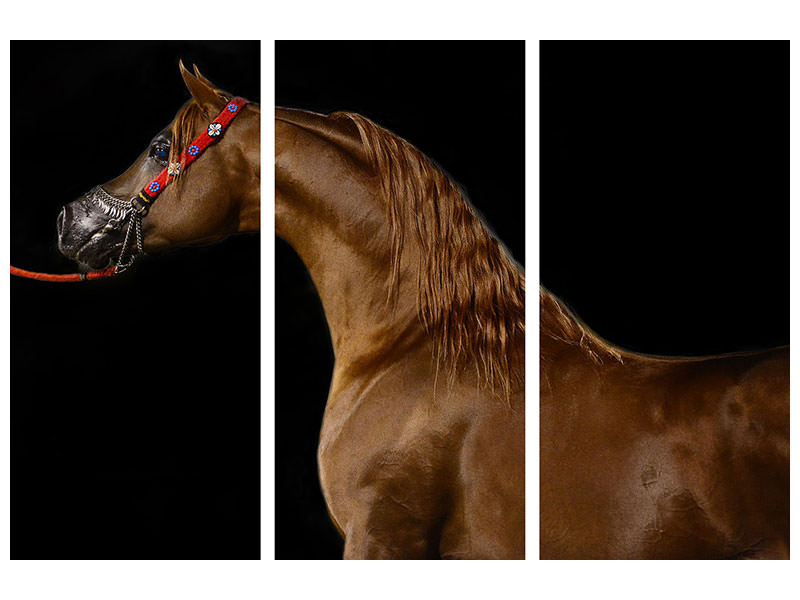 3-piece-canvas-print-proud-horse