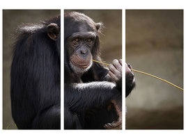 3-piece-canvas-print-sweet-chimpanzee