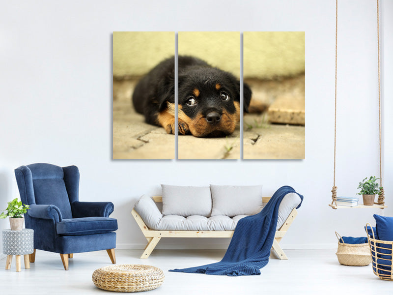 3-piece-canvas-print-sweet-rottweiler-puppy