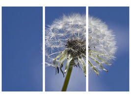 3-piece-canvas-print-the-dandelion-in-xxl