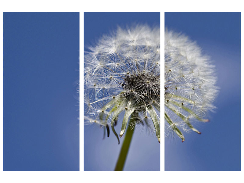 3-piece-canvas-print-the-dandelion-in-xxl