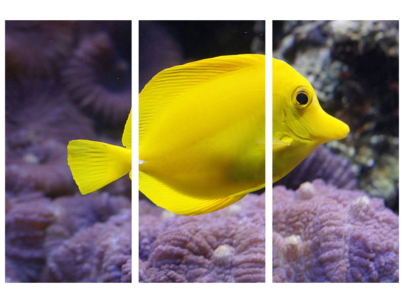 3-piece-canvas-print-the-lemon-doctor-fish