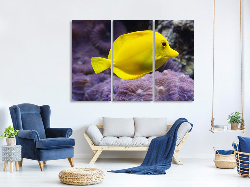 3-piece-canvas-print-the-lemon-doctor-fish