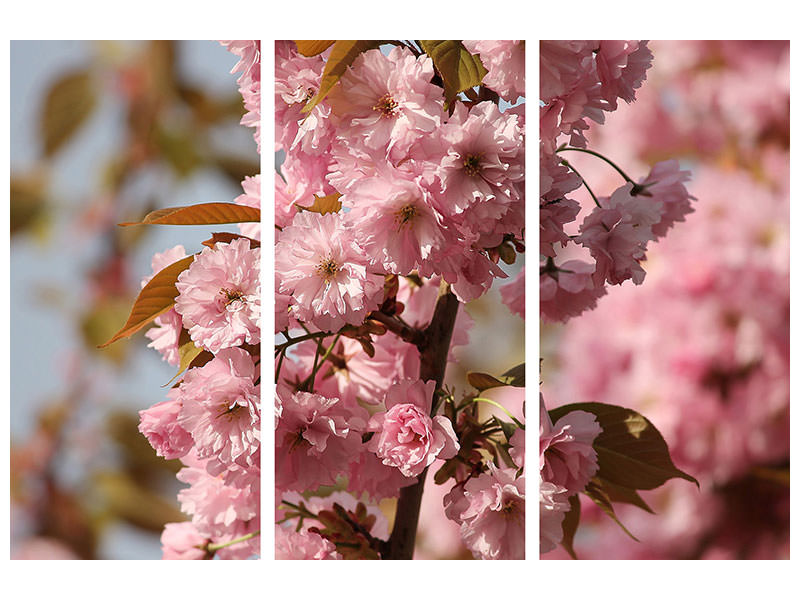 3-piece-canvas-print-the-ornamental-cherry