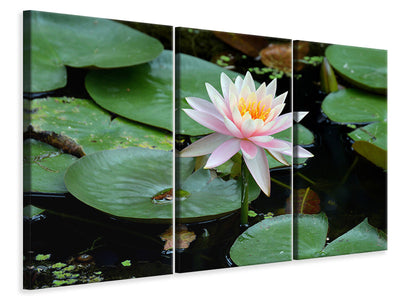 3-piece-canvas-print-the-proud-water-lily