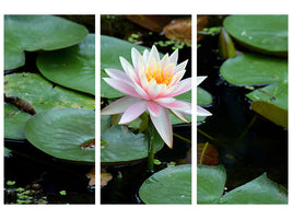3-piece-canvas-print-the-proud-water-lily