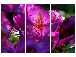 3-piece-canvas-print-the-rhododendron