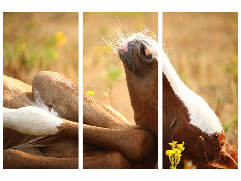 3-piece-canvas-print-the-sleeping-horse