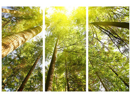 3-piece-canvas-print-treetops-in-the-sun
