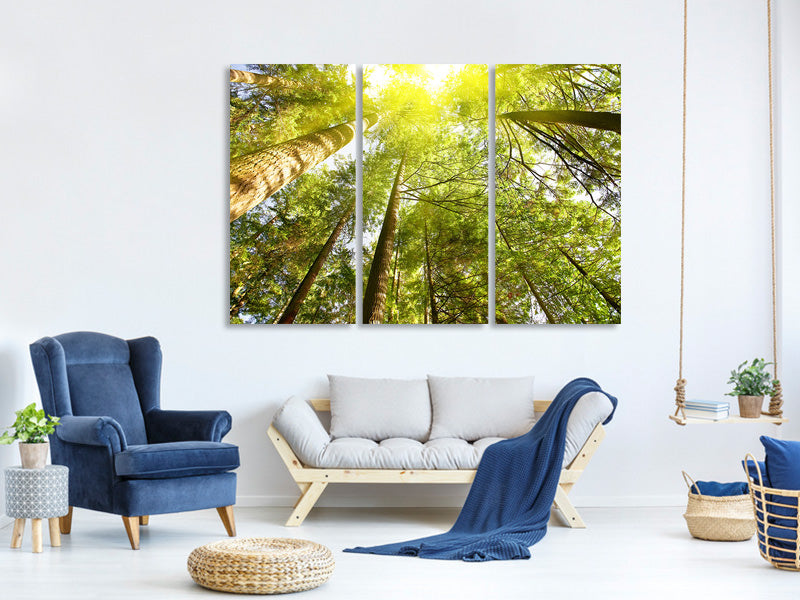 3-piece-canvas-print-treetops-in-the-sun