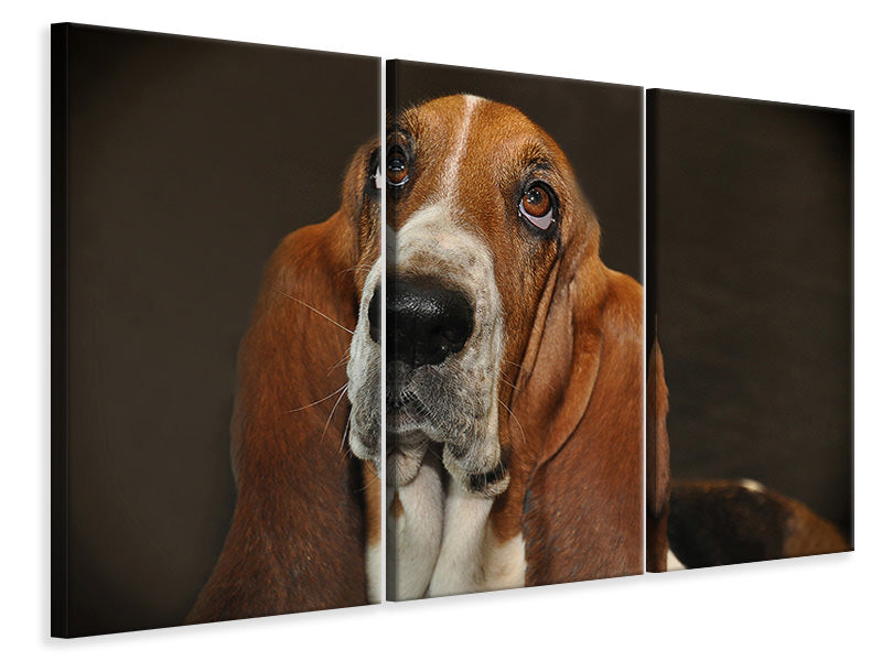 3-piece-canvas-print-typical-basset