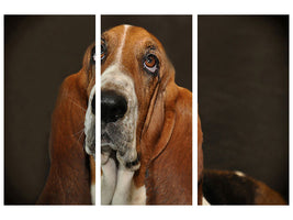 3-piece-canvas-print-typical-basset