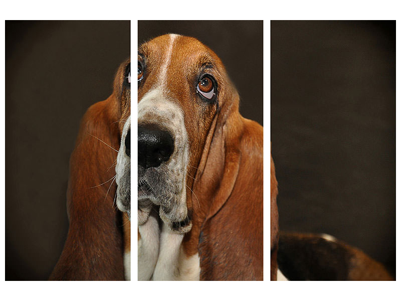 3-piece-canvas-print-typical-basset