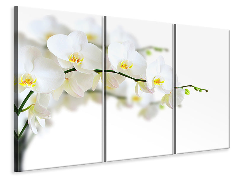 3-piece-canvas-print-white-orchids