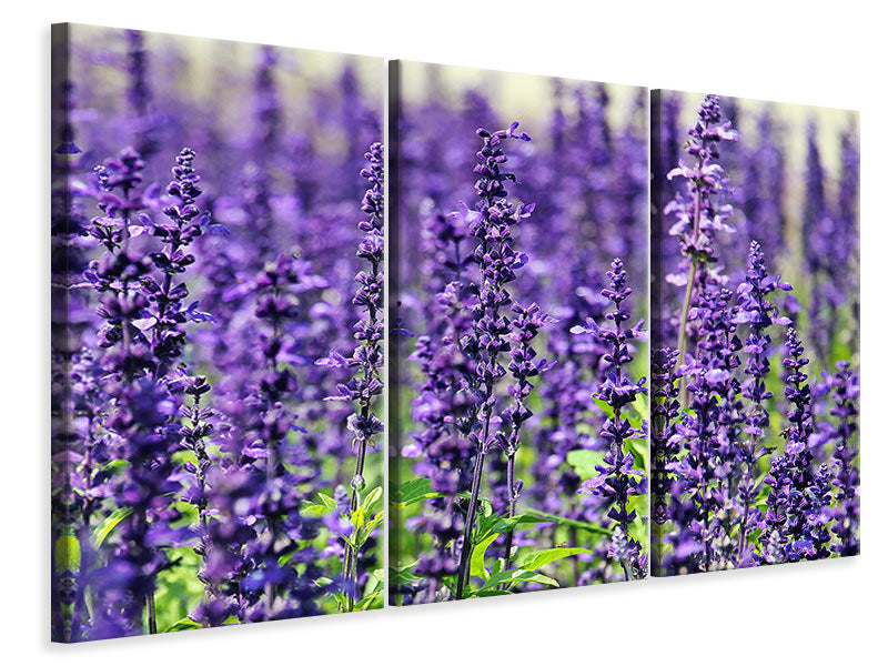 3-piece-canvas-print-xl-lavender